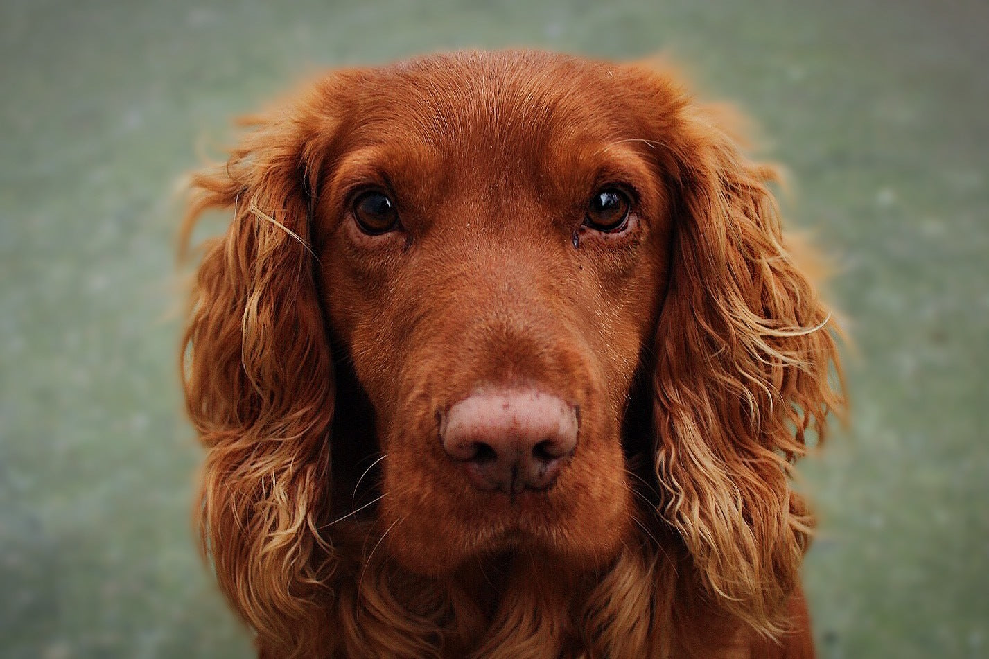 Load video: Deze lieve hond speelt met één van de balletjes die bij ons in het assortiment te verkrijgen zijn